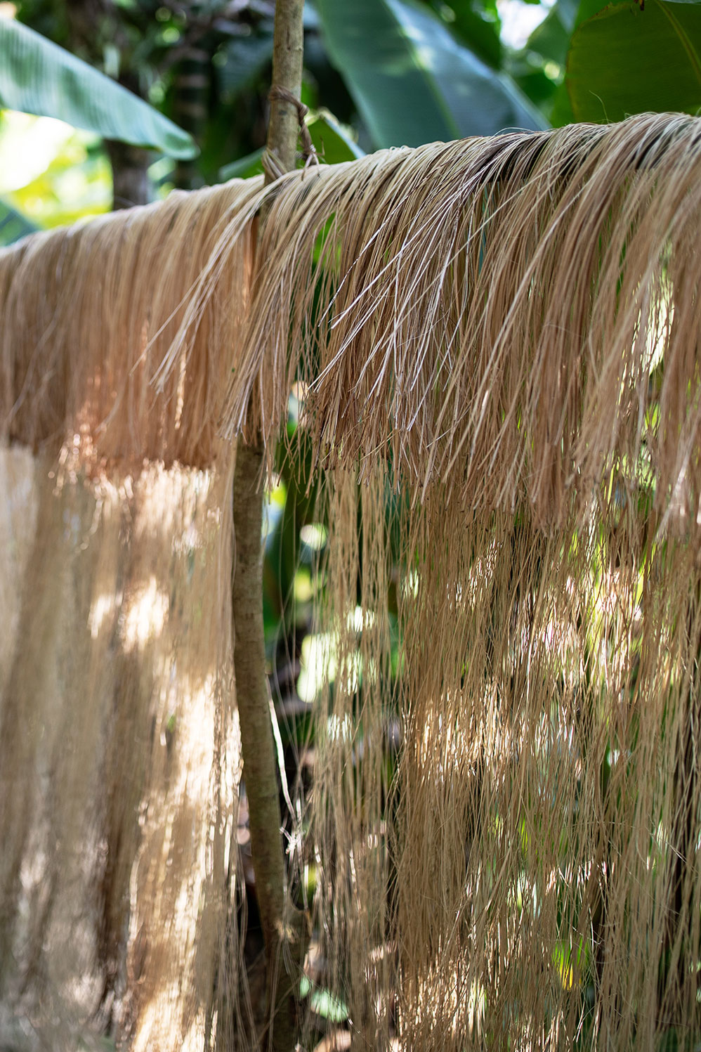 Why a plant found in the Philippine jungle could be the future of  sustainable fabric - Friends of Friends / Freunde von Freunden (FvF)